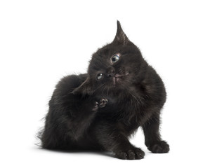 Black kitten scratching in front of a white background