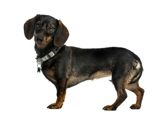 Dachshund (9 years old) in front of a white background
