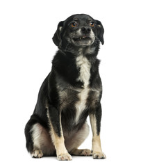 Mixed-breed (5 years old) in front of a white background