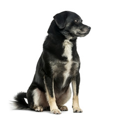 Obraz premium Mixed-breed (5 years old) in front of a white background