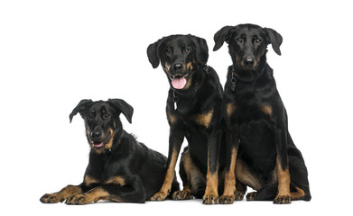 Three Beaucerons sitting and lying