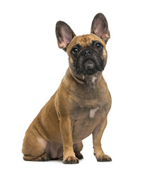 French Bulldog (2 years old) in front of a white background