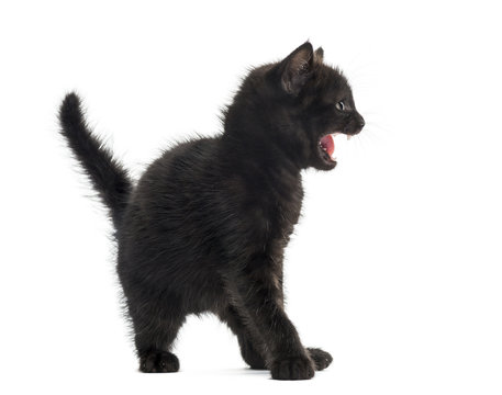Aggressive black kitten in front of a white background