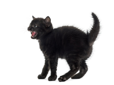 Aggressive black kitten in front of a white background