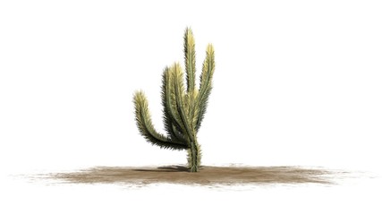 Cholla Cactus - isolated on white background
