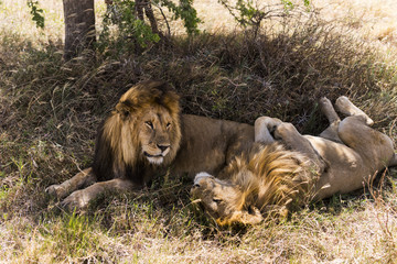 Two lions lying, Serengeti, Tanzania, Africa