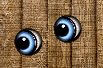 Pair of blue eyes peeping through wooden fence in closeup