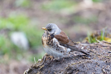 fieldfare on the ground