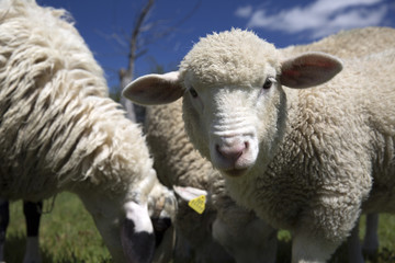 Sheep eating green grass under blue sky
