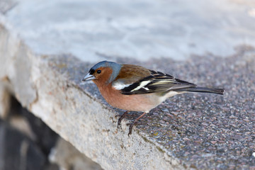 Chaffinch looking in camera