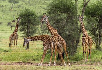 Obraz premium Herd of giraffe, Serengeti, Tanzania, Africa