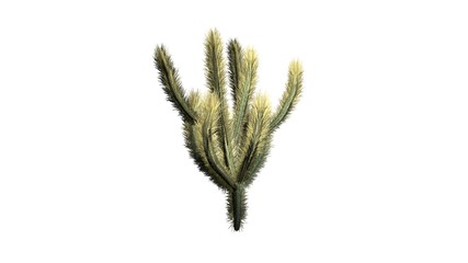 Cholla Cactus - isolated on white background