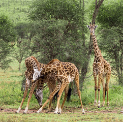 Herd of giraffe, Serengeti, Tanzania, Africa