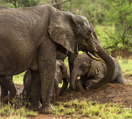 Herd of elephants resting, Serengeti, Tanzania, Africa