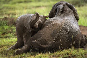 Young elephant playing, Serengeti, Tanzania, Africa