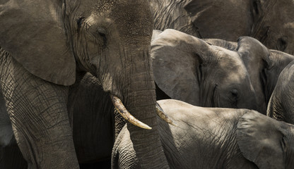 Close-up of a herd of elephants, Serengeti, Tanzania, Africa