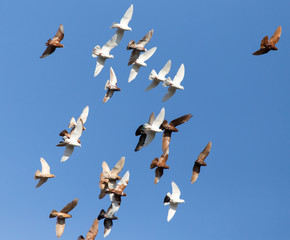 flock of pigeons on blue sky