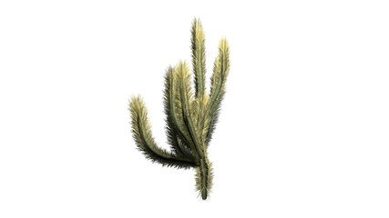 Cholla Cactus - isolated on white background
