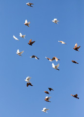 flock of pigeons on blue sky