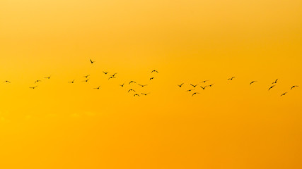 a flock of birds at dawn, the sun