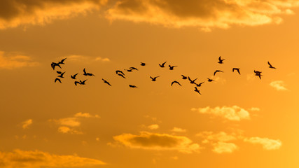 Obraz premium a flock of birds at dawn, the sun