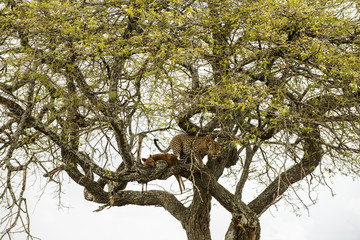 Leopard in a tree with its prey, Serengeti, Tanzania, Africa