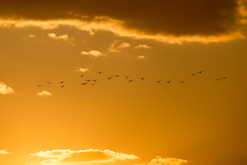 a flock of birds at dawn, the sun