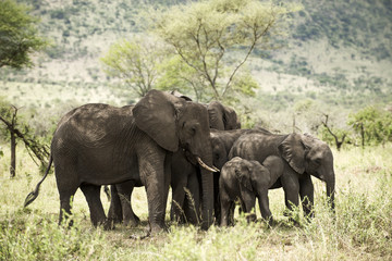 Naklejka na ściany i meble Herd of elephant, Serengeti, Tanzania, Africa