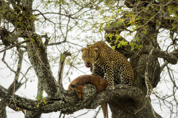 Leopard in a tree with its prey, Serengeti, Tanzania, Africa