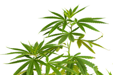 Young cannabis plant marijuana plant detail on white background