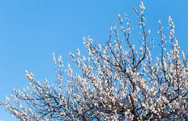 white flowers on the tree in nature