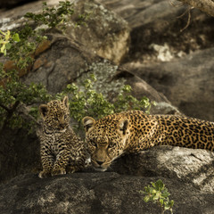 Fototapeta na wymiar Leoprad and her cubs resting on rocks, Serengeti, Tanzania