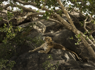 Leopard resting on rock, Serengeti, Tanzania, Africa