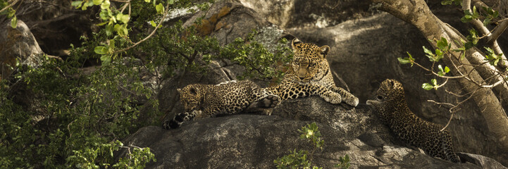 Fototapeta na wymiar Leoprad and her cubs resting on rocks, Serengeti, Tanzania