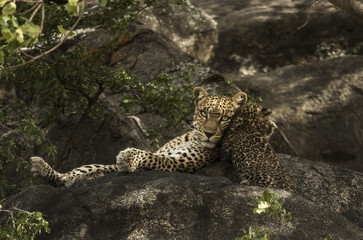 Leoprad and her cubs resting on rocks, Serengeti, Tanzania