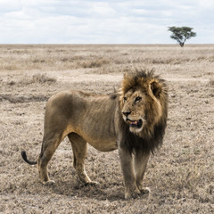 Dirty lion standing in the savannah, Serengeti, Tanzania