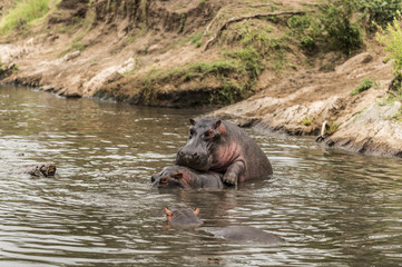 Hippos mating in river, Serengeti, Tanzania, Africa