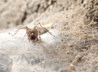 Spider in the basement