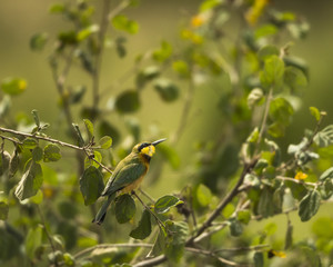 Little bee-eater, Merops pusillus, perched on a branch