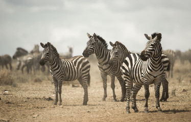 Fototapeta na wymiar Zebra standing, Serengeti, Tanzania, Africa