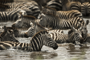 Fototapeta na wymiar Zebras resting in a river, Serengeti, Tanzania, Africa