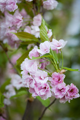Fototapeta premium Flowering almond in a garden.