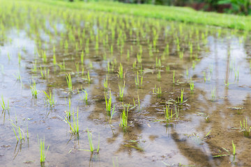 Obraz na płótnie Canvas rice field at plantation in asia