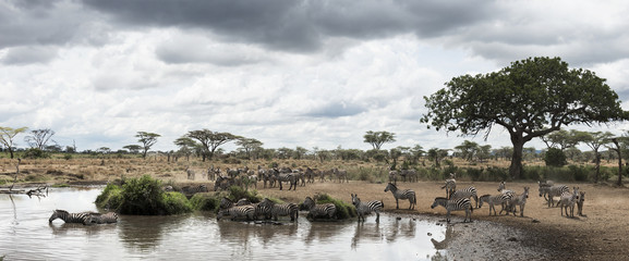 Fototapeta na wymiar Herd of zebras resting by a river, Serengeti, Tanzania, Africa