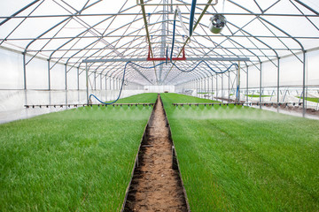 Greenhouse watering system in action