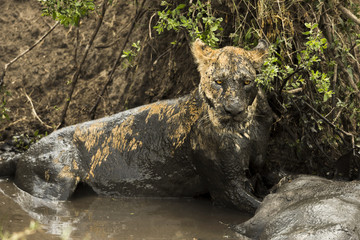 Lioness lying next to its prey in a muddy river, Serengeti