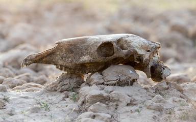 Obraz premium skull horse on nature