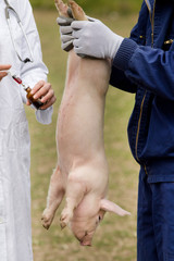 Piglet vaccination