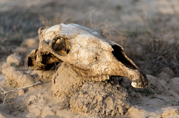 skull horse on nature
