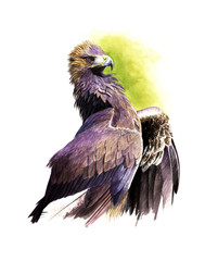 Golden eagle
